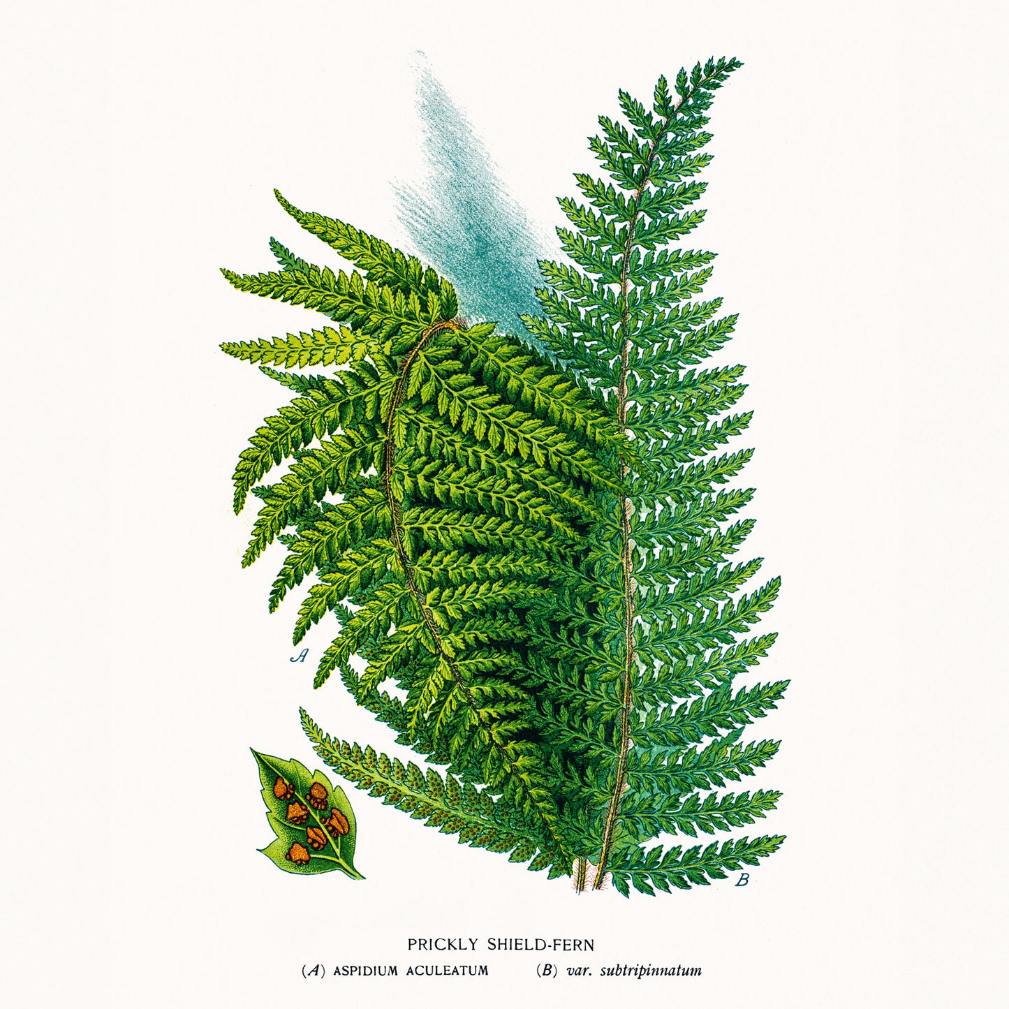 Grid calendar Herbarium 2026, 30 x 30 cm