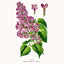 Grid calendar Herbarium 2026, 30 x 30 cm