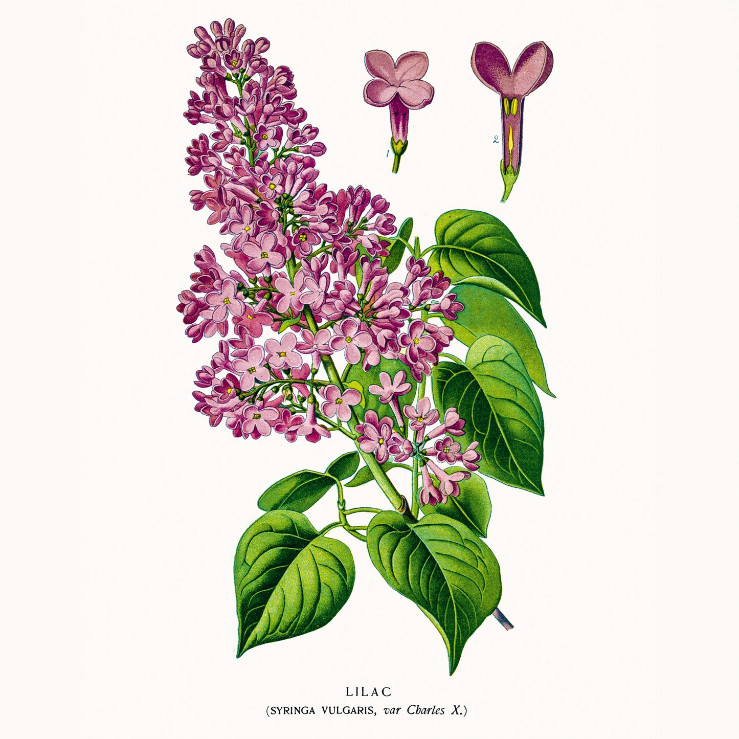 Grid calendar Herbarium 2026, 30 x 30 cm