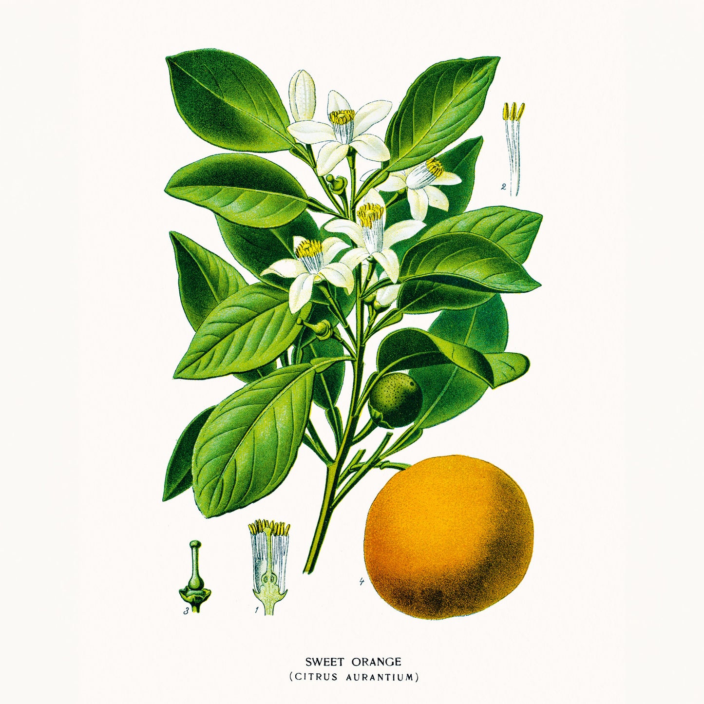 Grid calendar Herbarium 2026, 30 x 30 cm