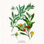 Grid calendar Herbarium 2026, 30 x 30 cm