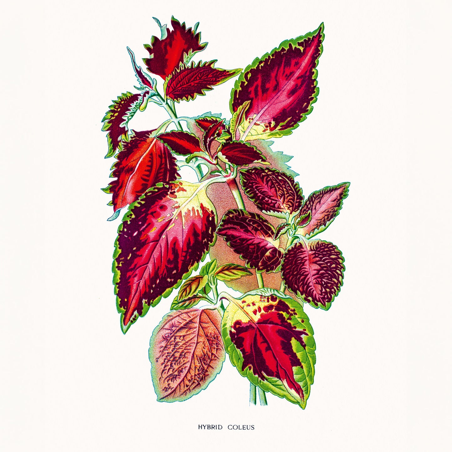 Grid calendar Herbarium 2026, 30 x 30 cm