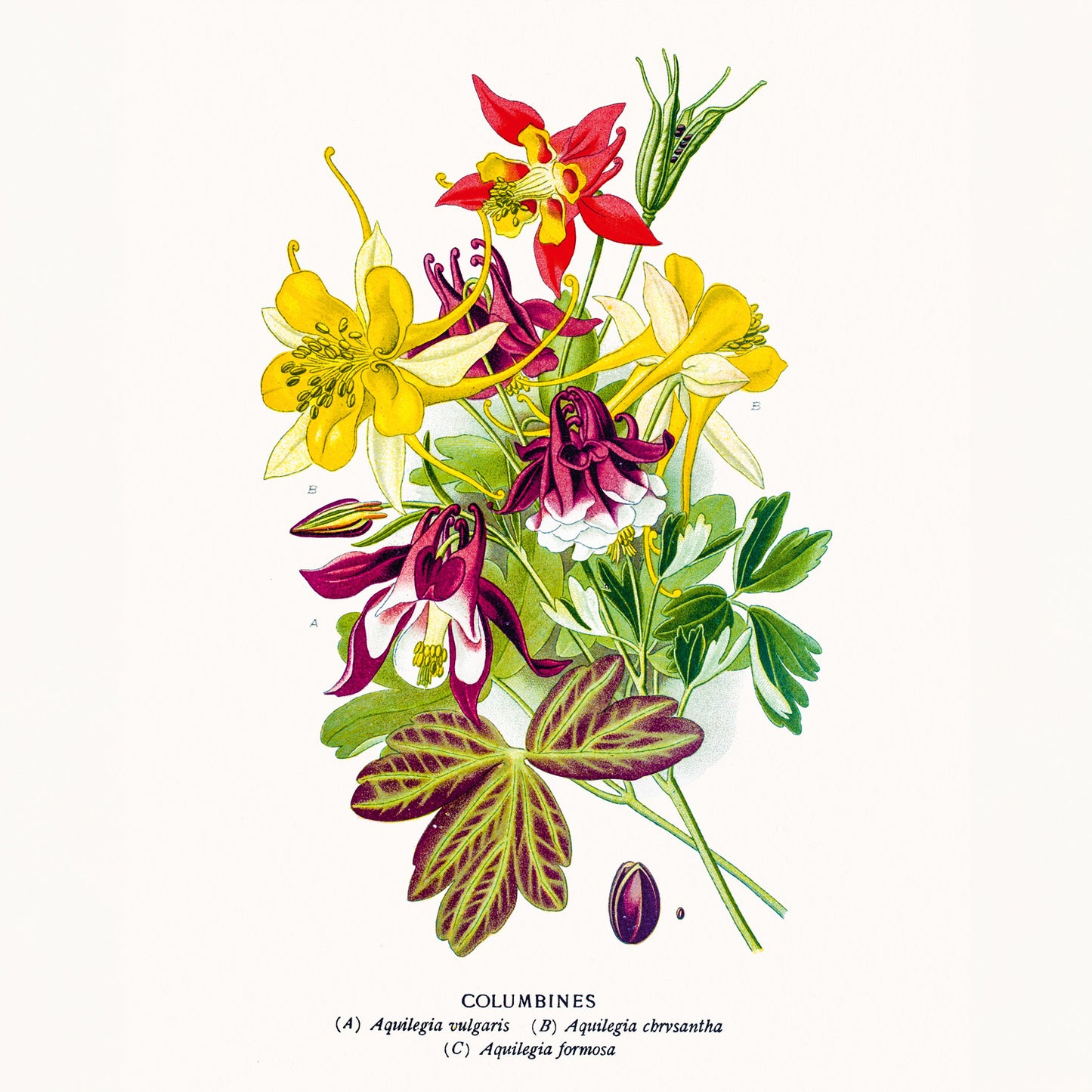 Grid calendar Herbarium 2026, 30 x 30 cm