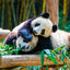 Grid calendar Pandas 2026, 30 x 30 cm