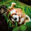 Grid calendar Pandas 2026, 30 x 30 cm