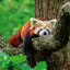 Grid calendar Pandas 2026, 30 x 30 cm