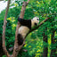 Grid calendar Pandas 2026, 30 x 30 cm