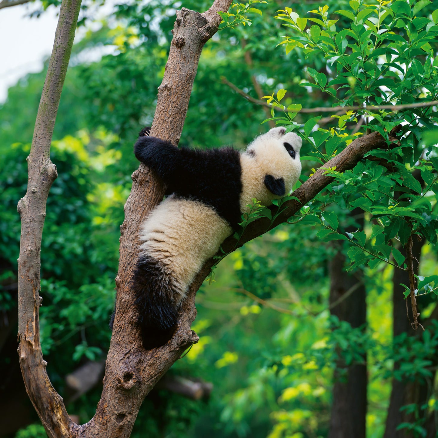 Grid calendar Pandas 2026, 30 x 30 cm