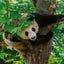 Grid calendar Pandas 2026, 30 x 30 cm