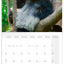 Grid calendar Pandas 2026, 30 x 30 cm