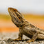 Grid calendar Lizards 2026, 30 x 30 cm