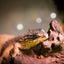 Grid calendar Lizards 2026, 30 x 30 cm
