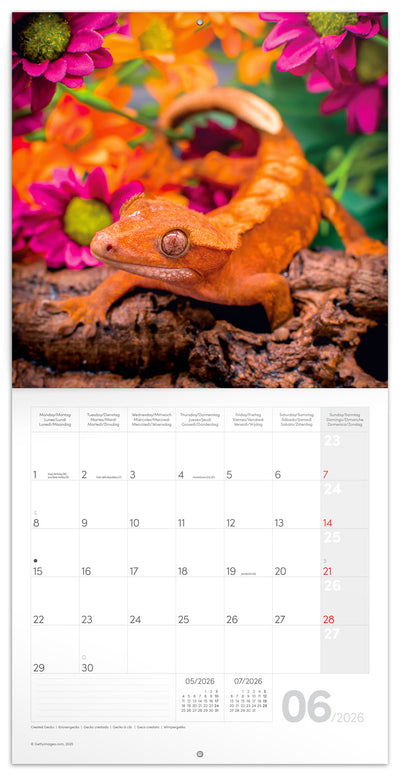 Grid calendar Lizards 2026, 30 x 30 cm