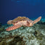 Grid calendar Endangered Animals 2026, 30 x 30 cm